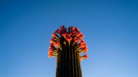 Saguaro cactus blooming with vibrant orange-red flowers against clear blue desert sky in Arizona wilderness landscape for nature photography projects.