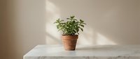 Small green houseplant in terracotta pot on white marble surface with soft natural lighting and neutral beige wall background for home decor.