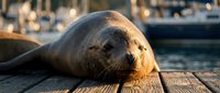 Harbor seal resting on wooden dock at marina during golden hour sunset with boats in background creating peaceful waterfront wildlife scene.