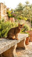 Brown tabby cat sitting on stone ledge in Mediterranean garden with terracotta pots, flowering plants, and rustic stone wall. Outdoor pet portrait.