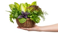 Fresh herbs in wicker basket held by hand on white background. Basil, parsley, dill and lettuce leaves for cooking and healthy eating isolated.