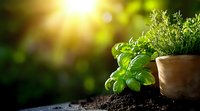 Fresh basil and herbs growing in terracotta pot with rich soil, sunlight streaming through green garden background creating natural bokeh effect.