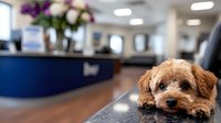 Adorable brown goldendoodle puppy resting head on reception desk in modern veterinary clinic or pet grooming salon, with blurred office interior background.