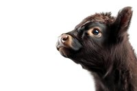 Young dark brown calf head in profile view against white background, showing curious expression with big eye and wet nose. Isolated farm animal portrait.
