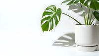 Monstera deliciosa houseplant in white ceramic pot casting natural shadows on clean white background for modern home decor and interior design projects.