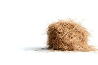 Dry hay stack isolated on white background, natural organic straw pile with scattered pieces, agricultural farming concept for livestock feed and bedding material.