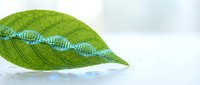 Green leaf with DNA double helix structure overlay representing biotechnology, genetic research, and molecular biology concepts for scientific applications.