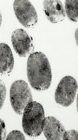Fingerprints isolated on white background, forensic evidence pattern for criminal investigation, security identification, and biometric design applications.