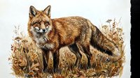 Red fox standing in autumn grassland with golden brown fur and alert expression in natural wildlife habitat.