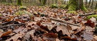 Autumn forest floor covered with fallen brown oak leaves and twigs creating natural woodland carpet for seasonal backgrounds and nature designs.