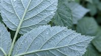 Close-up macro shot of green plant leaves with detailed texture and natural veining patterns for botanical and nature photography projects.