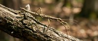 Stick insect camouflaged on tree bark in natural forest environment showcasing perfect mimicry and adaptation for wildlife education and nature study.
