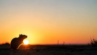 Small rodent silhouette against golden sunset sky creating peaceful wildlife scene for nature photography and outdoor adventure content.