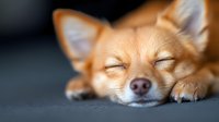 Sleeping Chihuahua dog with closed eyes resting on dark background, peaceful expression and relaxed pose showing pet contentment and tranquility.