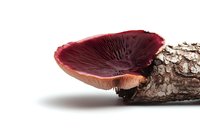 Purple mushroom growing on tree bark isolated on white background, macro photography showing detailed gills and texture of wild fungi specimen.