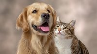 Golden retriever and tabby cat together in close-up portrait against blurred background, showing friendship between pets, expressing different emotions.