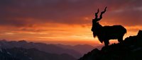 Mountain goat silhouette standing on rocky cliff against dramatic orange sunset sky with mountain ranges in background for outdoor adventure concepts.