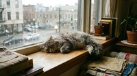 A fluffy gray tabby cat stretches lazily across a wooden windowsill, gazing out at an urban cityscape below, surrounded by books and potted plants for cozy home decor.