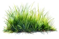 Fresh green grass patch with varied blade heights and natural shadows on white background, isolated watercolor style illustration for landscape design projects.