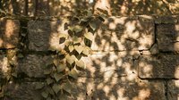 Green ivy climbing on weathered stone wall with dappled sunlight creating natural shadow patterns on rustic masonry surface for organic architecture backgrounds.