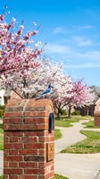 Blue jay perched on brick mailbox post with blooming cherry blossom trees in suburban neighborhood during spring season under clear blue sky.
