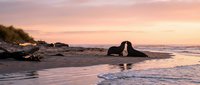Romantic couple silhouette kissing on beach at sunset with pink sky and ocean waves reflecting golden light on wet sand creating peaceful coastal scene.
