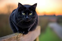 Black cat with bright green eyes sitting on wooden fence at sunset, mysterious and elegant feline portrait against blurred golden sky background.