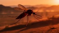Mosquito silhouette in flight against warm sunset sky with desert landscape background, suitable for pest control, disease awareness, and nature editorial content.