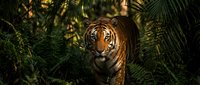 Majestic tiger emerging from dense tropical jungle foliage with dramatic lighting filtering through palm fronds creating natural wildlife habitat scene.
