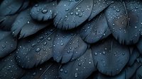 Dark blue feathers with water droplets creating dramatic texture and pattern. Macro photography shows intricate details of wet plumage in moody lighting.