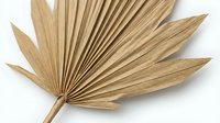 Dried palm fan leaf isolated on white background, suitable for botanical designs, home decor, crafts, and natural product packaging.
