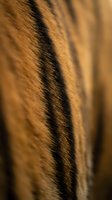 Close-up of animal fur with warm golden-brown tones and dark stripe markings, showing fine hair texture and natural patterns for wildlife and nature content.