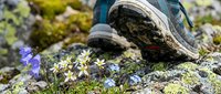 Hiker's boot stepping on moss-covered rocky terrain with small purple wildflowers blooming nearby, capturing outdoor adventure and nature exploration.