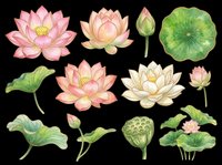 Watercolor lotus flowers and leaves clipart set, isolated on transparent background. Pink and white blooms, buds, pods, and pads for t-shirts, stickers, sublimation, print on demand.