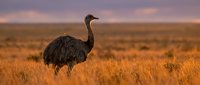 Large emu bird standing in golden grassland during sunset with warm orange light and purple sky creating dramatic wildlife scene in natural habitat.