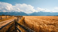 Wooden fence pathway through golden wheat field with majestic mountain range and cloudy blue sky in rural countryside landscape for agriculture concepts.
