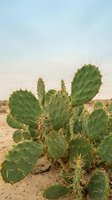 Prickly pear cactus plant with green paddle-shaped stems and sharp spines growing in arid desert landscape under clear sky, suitable for nature and botanical content.