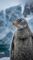 Young penguin chick with fluffy gray plumage and orange beak stands against icy glacier backdrop, suitable for wildlife, nature, and arctic environment editorial and commercial projects.