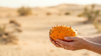Closeup of hand holding spiky orange fruit in desert landscape with sandy terrain and sparse vegetation, suitable for agriculture, food, and travel content.