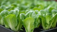 Fresh green bok choy seedlings growing in hydroponic system. Young Asian vegetables in nursery tray ready for transplanting to organic farm garden.