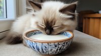 Ragdoll cat drinking milk from traditional Asian ceramic bowl with blue pattern design on beige surface near window, showing relaxed feline behavior.