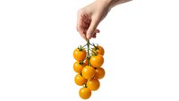 Hand holding fresh orange cherry tomatoes on vine isolated on white background for healthy cooking and organic food concepts.