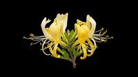 Bright yellow honeysuckle flowers with delicate petals and green foliage isolated on transparent background. Ready for t-shirt designs, clipart, stickers, sublimation, and print-on-demand projects.
