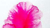 Vibrant magenta and pink ink or dye dispersing and blooming in water, creating an organic, fluid abstract pattern with soft edges and flowing textures.