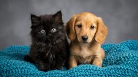 Black kitten and golden retriever puppy sitting together on turquoise knitted blanket against gray background. Cute pets portrait for animal lovers and pet care content.