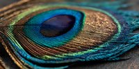 Stunning peacock feather close-up showcasing vibrant blue, green and bronze colors with intricate natural patterns and textures for luxury design projects.