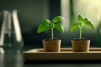 Young green seedlings growing in eco-friendly peat pots on wooden tray against blurred laboratory background with glass flask, natural light atmosphere.