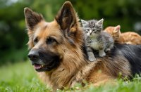 German shepherd dog lying on grass with adorable kittens sitting on back in sunny garden setting showcasing interspecies friendship and companionship.