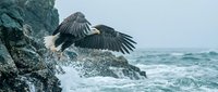 Bald eagle taking flight from rocky coastal cliff with crashing ocean waves below, wildlife and nature photography for editorial and conservation projects.
