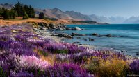 Stunning purple lupine flowers blooming along dramatic coastline with turquoise waters and snow-capped mountains in background during golden hour light.
